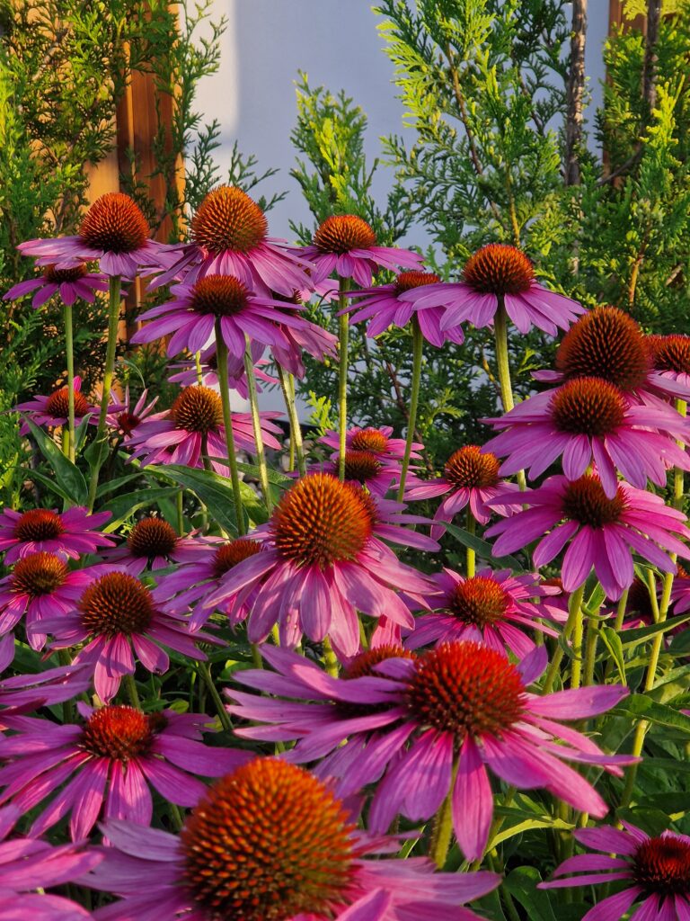Echinacea Purpurea