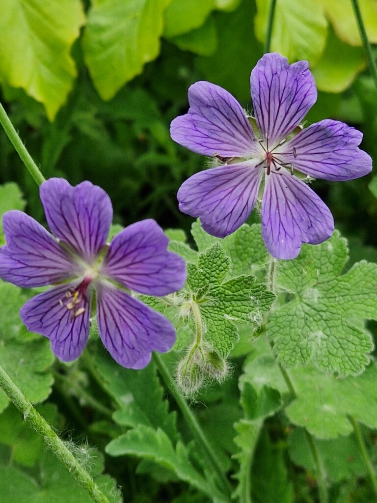 Geranium Rozanne