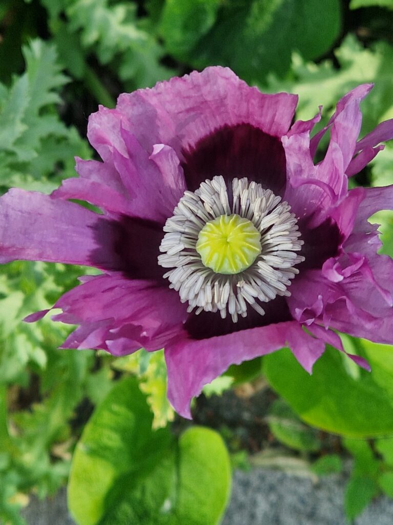 Compleet tuinontwerp >