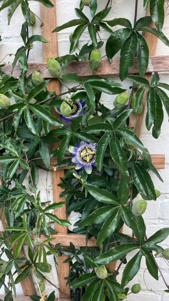 Passiflora op klimscherm