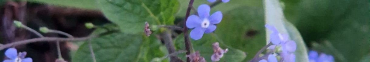 brunnera